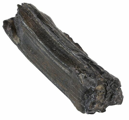 Pleistocene Aged Fossil Horse Tooth - Florida #53145